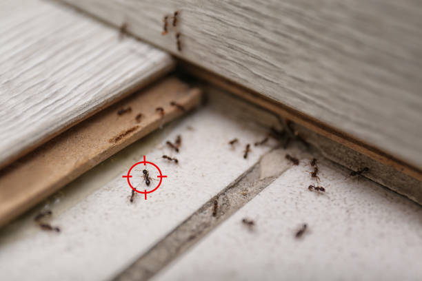 Best Cockroach Control Services  in Lake Isabella, MI